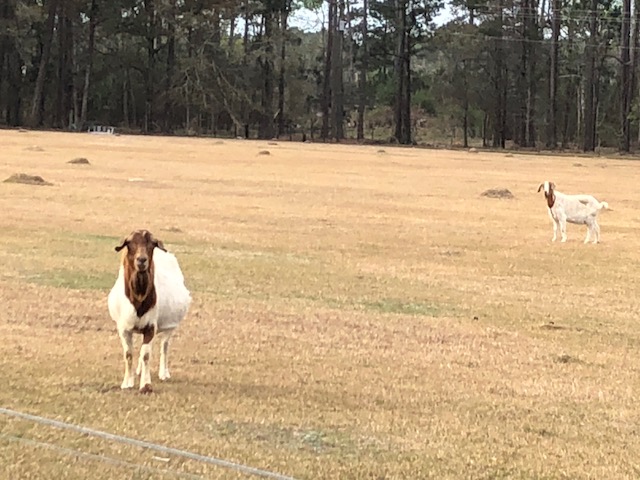 Are You Barking at Me
