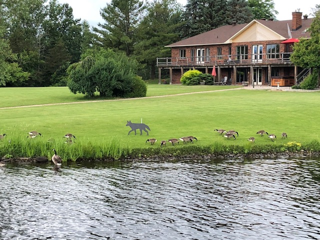 Geese are not fooled