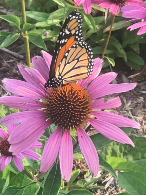 Monarch photo by Bill from Oregon