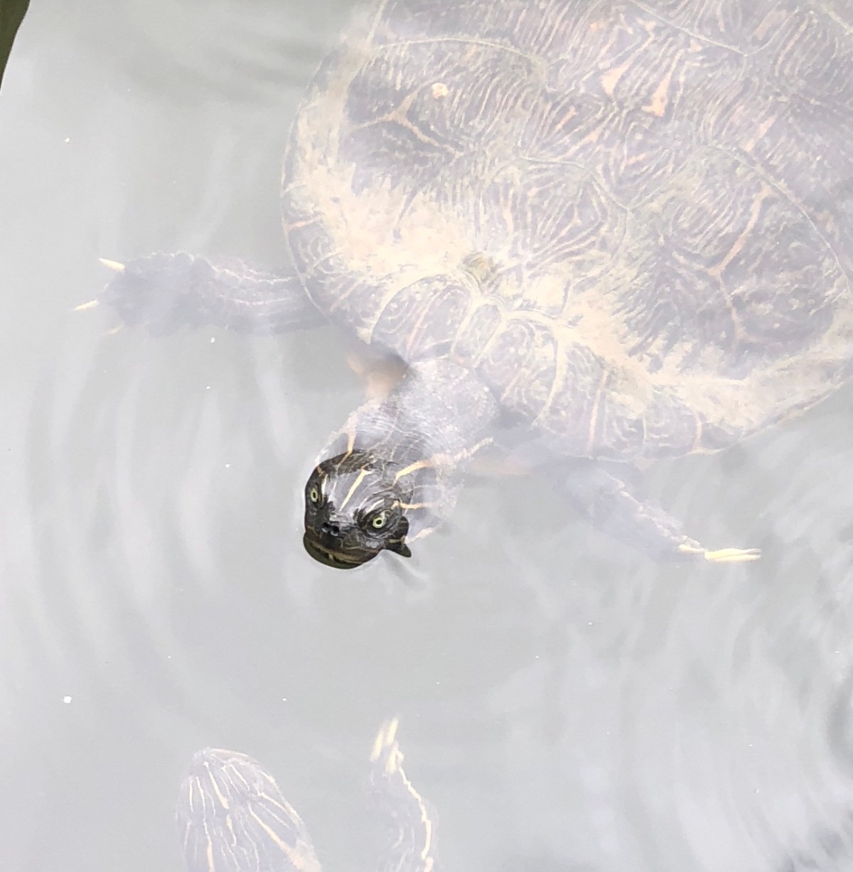 Not all Turtles are&nbsp;Cute