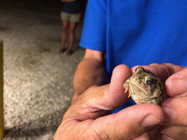 FrogsRUrFriends