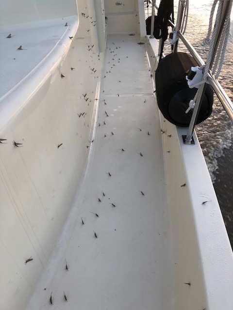 MayFlies