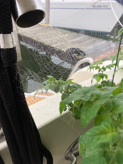 MistyWeb1