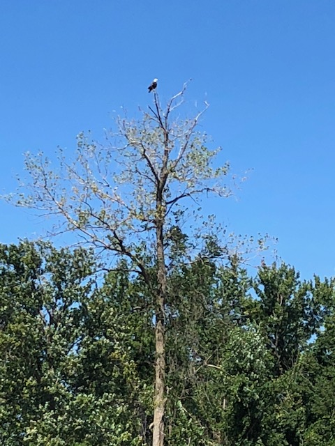 ProudEagle