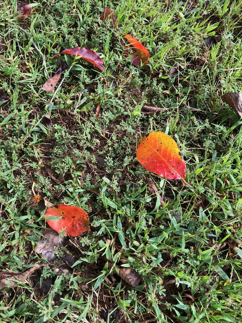 RedLeaves